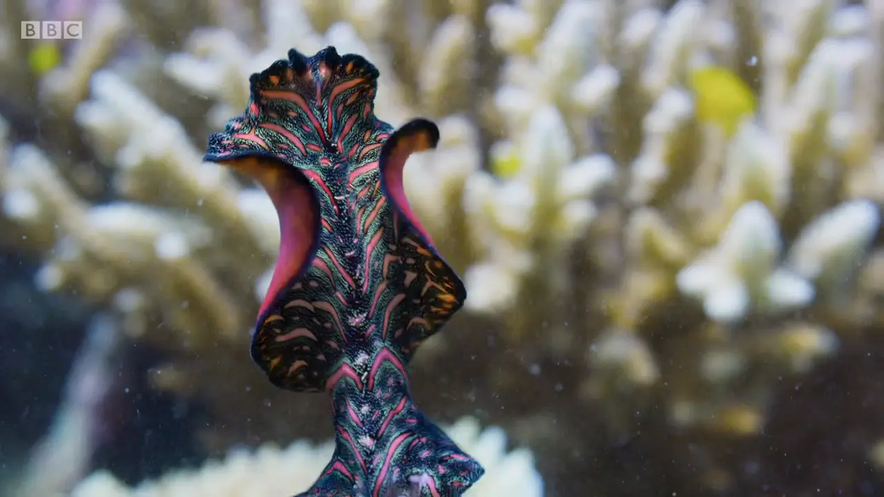 Persian carpet flatworm (Pseudobiceros bedfordi) as shown in The Mating Game - Oceans: Out of the Blue